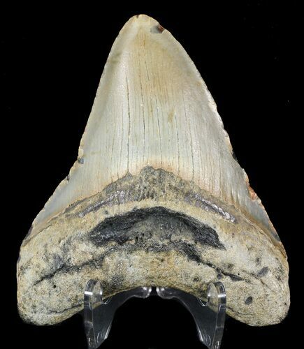 Bargain, Megalodon Tooth - North Carolina #49508